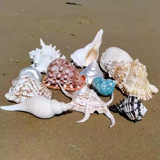 Natural Sea Shell Decor – Ocean-Inspired Symbolic Shell